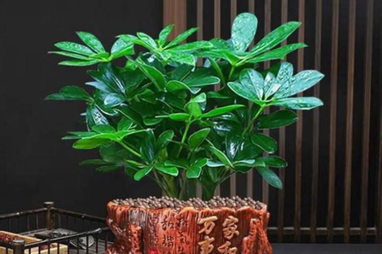 招财绿植有哪些？