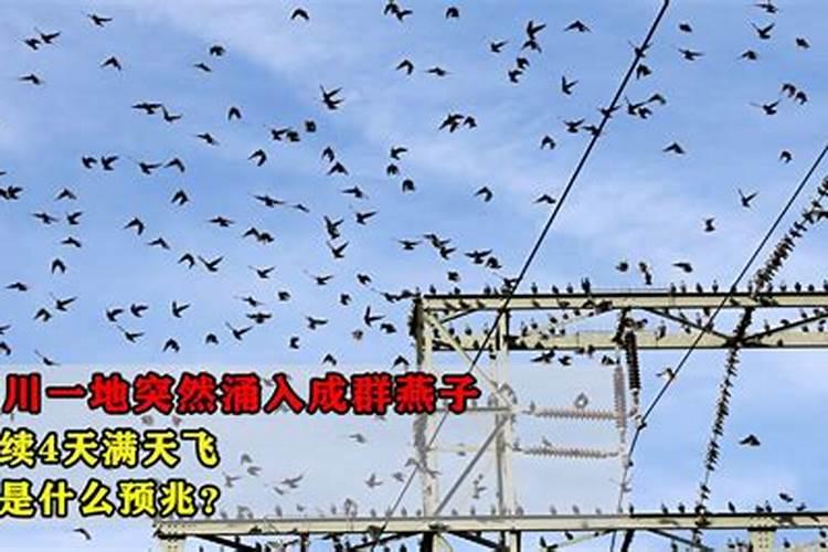 燕子成群结队预兆什么？