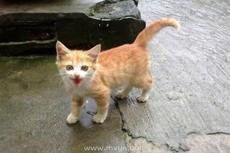 梦见猫是啥意思周公解梦？