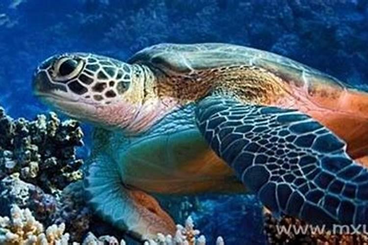 梦见大海龟是什么征兆解梦？