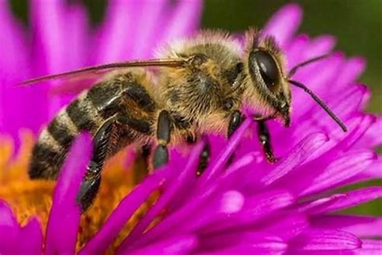 做法事运到蜜蜂是好事吗？