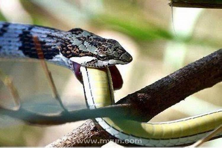 梦见蛇是什么预兆梦到大蛇对咬？