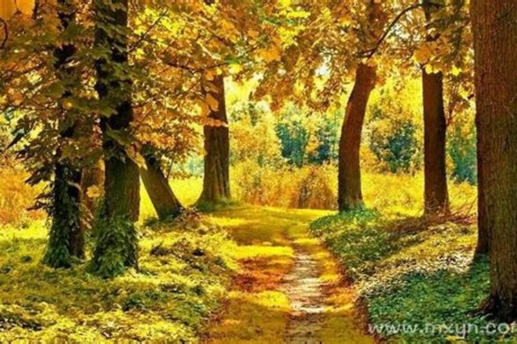 梦见大梧桐树放到了院子里