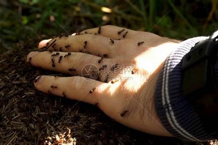 梦见死去姐姐脸上有蚂蚁在爬