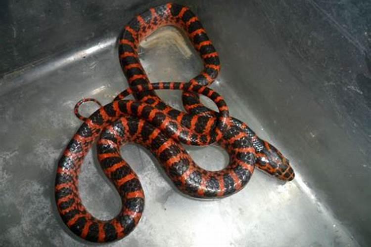 梦到赤链蛇是什么意思？