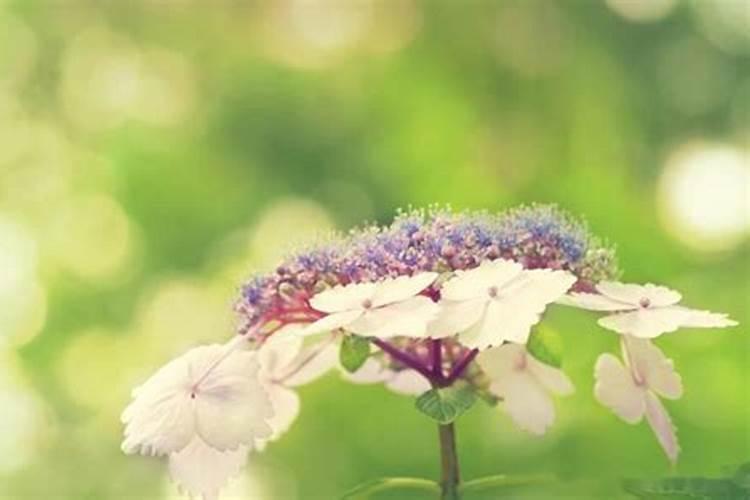 丧偶是婚姻不顺吗？