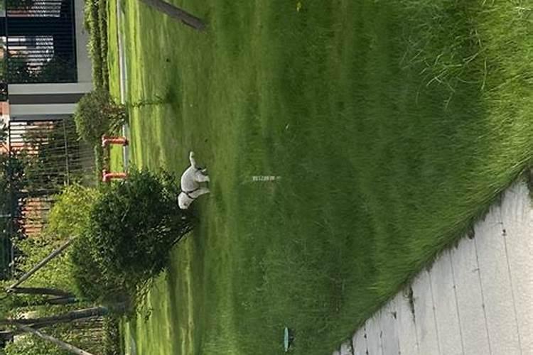 狗隔屋拉屎会影响运势吗？