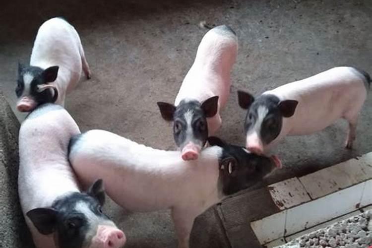 猪年养小香猪旺运势吗？