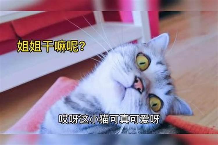 梦见猫咪亲近自己找吃的