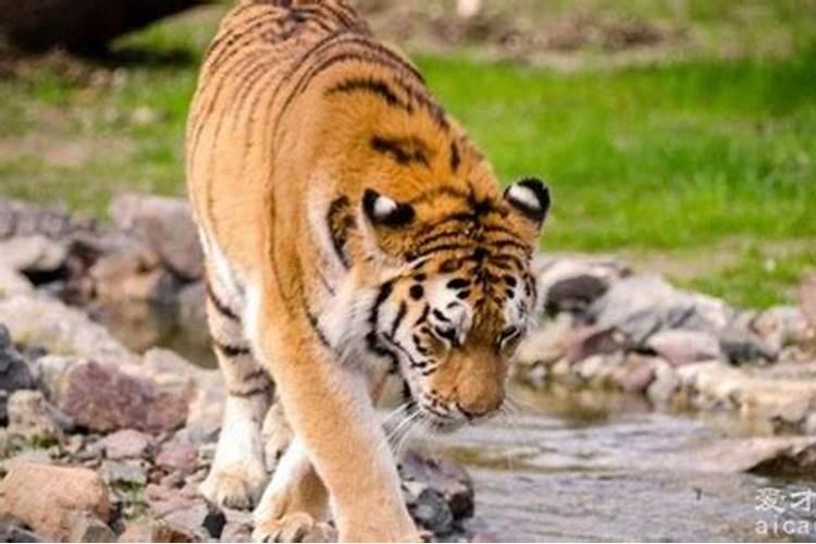 经常梦见老虎是什么预兆？