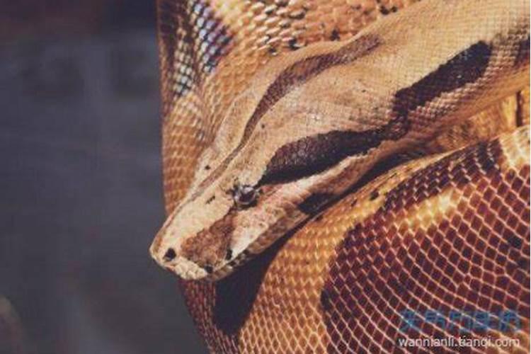 梦到大蛇伤人是什么征兆？