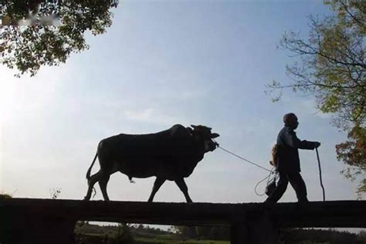 梦见牵着一头牛走路回家