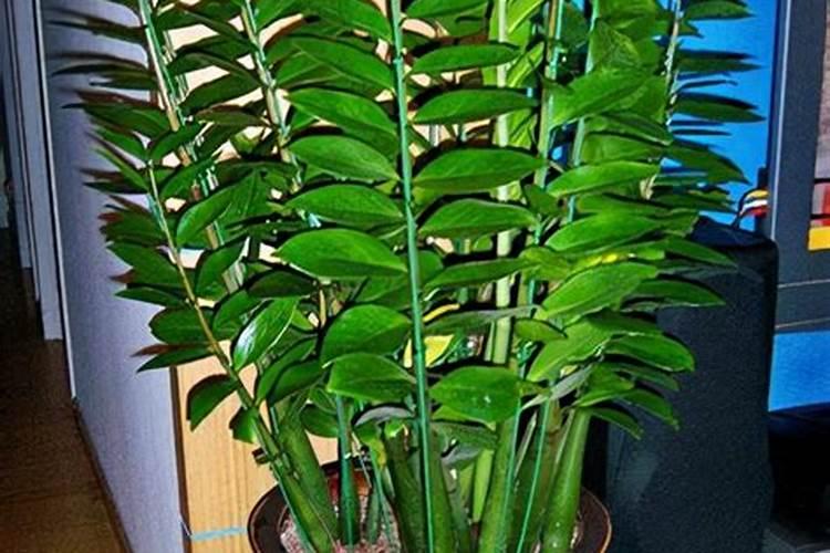 家里放什么植物转运？