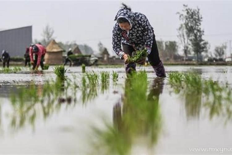 梦见和别人一起种地