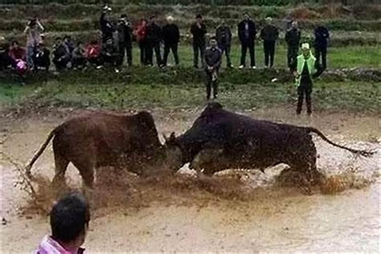 梦见两头牛追我是什么征兆？