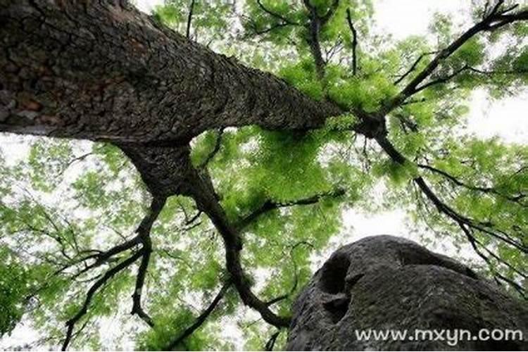 梦见树是什么意思啊？