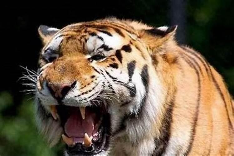 梦见老虎追着我咬是什么意思？