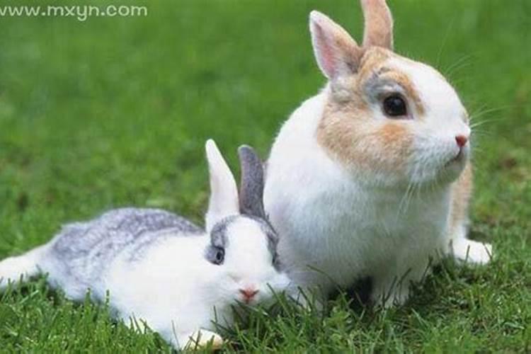 怀孕的人梦见死兔子