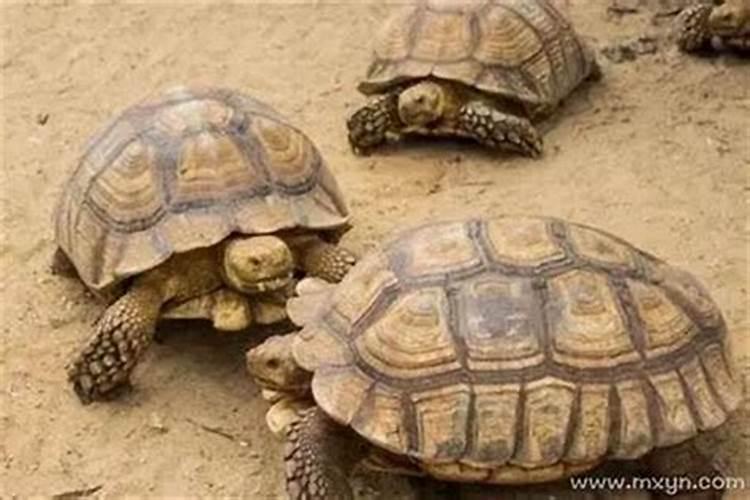 梦到乌龟什么征兆吉凶？