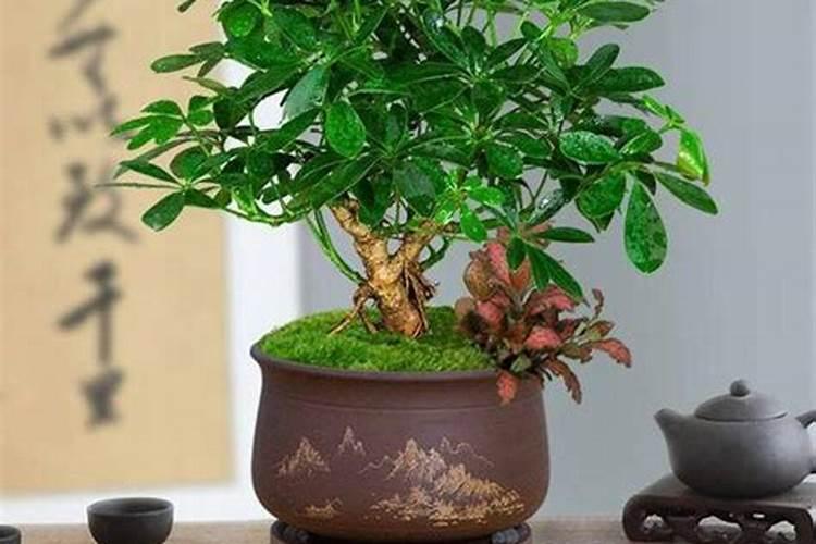 旺事业的风水植物