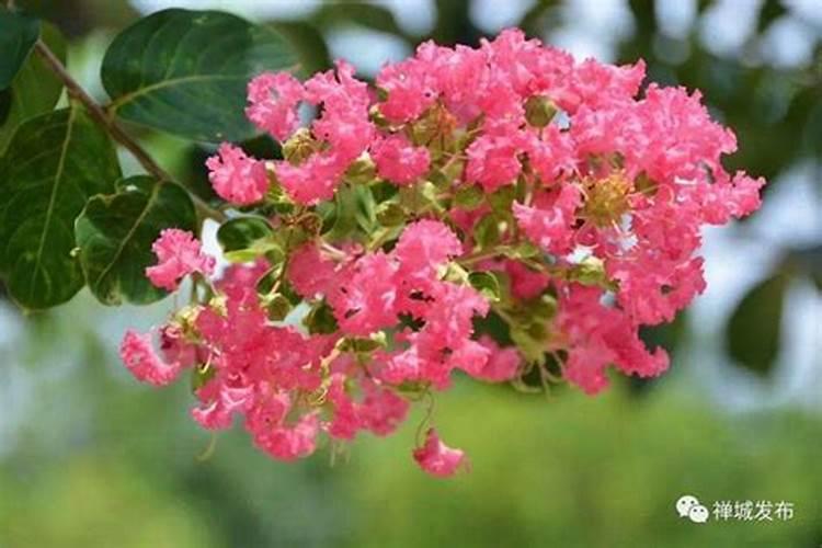 紫薇运势是什么意思？