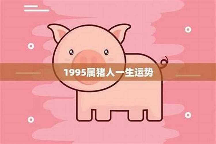 95年属猪的运势如何？