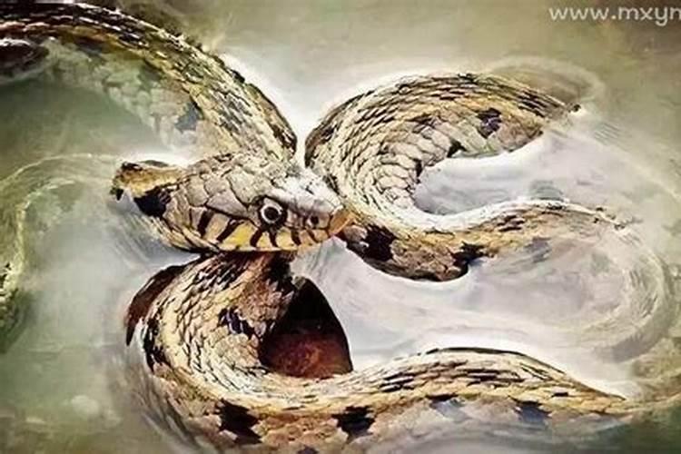 梦见杀蛇见血什么预兆？