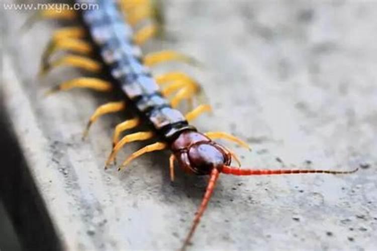 梦见厕所有蜈蚣是什么预兆？