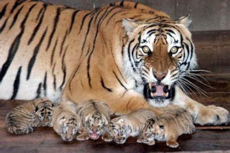 本命年生孩子能冲喜吗属虎？