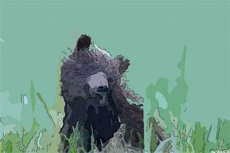 梦见小熊仔预示着什么？