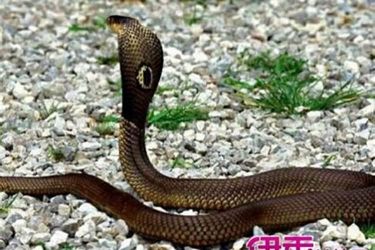 梦到蛇咬我脚是怎么回事？