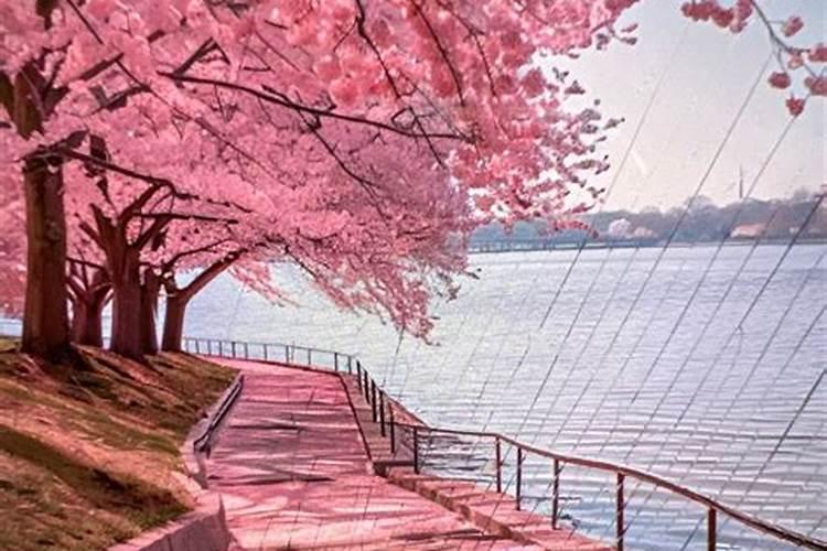 79年属羊女2026年运势4月份