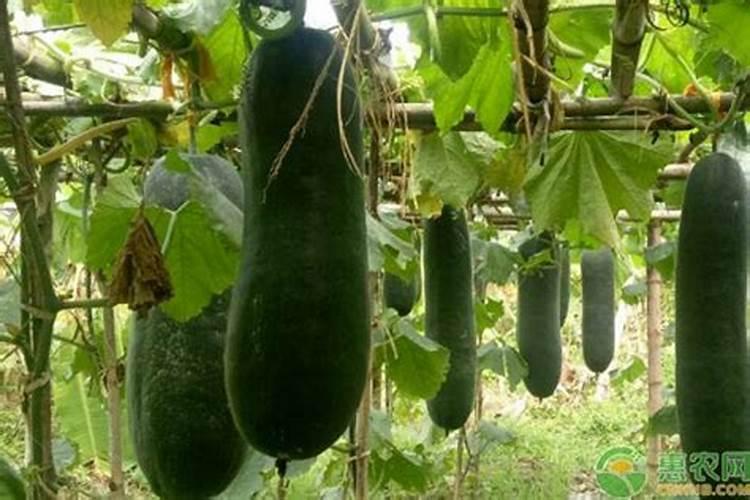冬瓜成熟于冬至几月？
