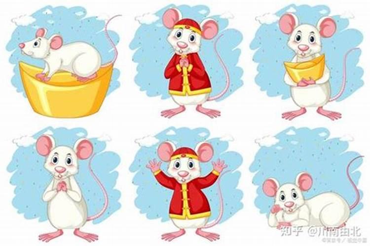 男狗女属鼠合婚吗？