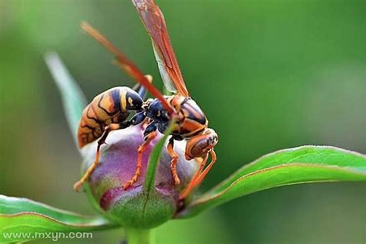 梦到被马蜂追着蛰是什么意思？