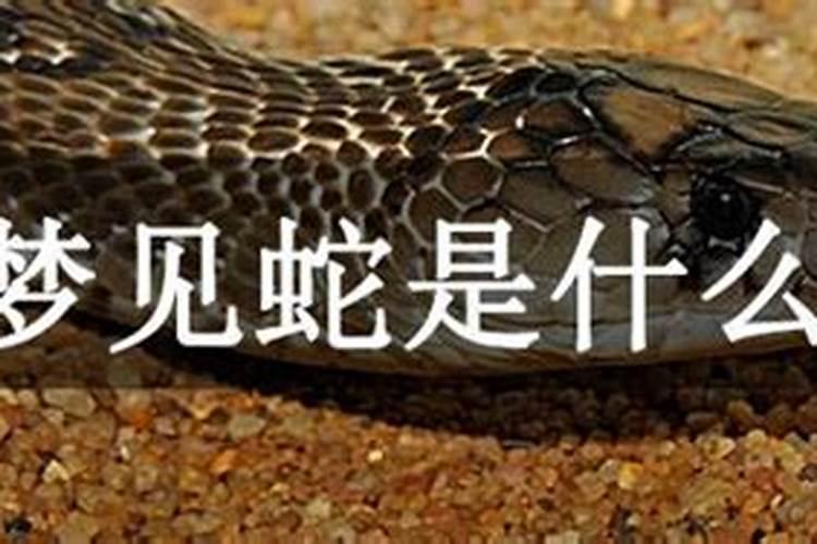 梦见盘着的蛇是什么意思？