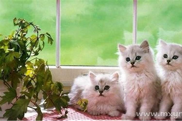 梦见很多猫进家里是什么预兆呢？