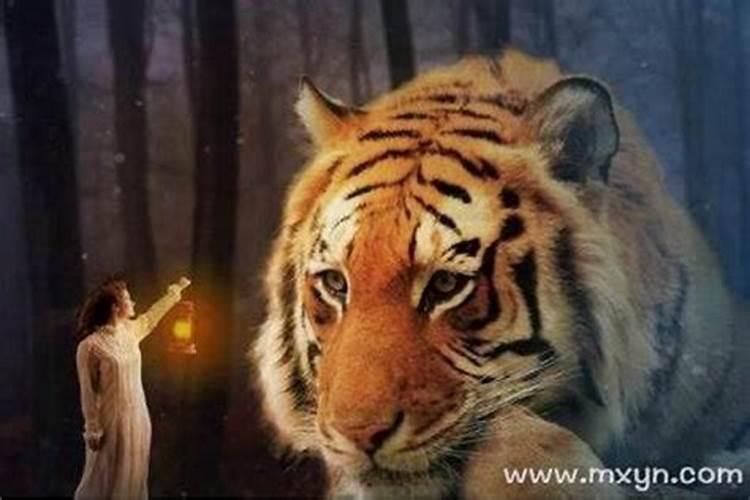 梦见老虎追自己家人