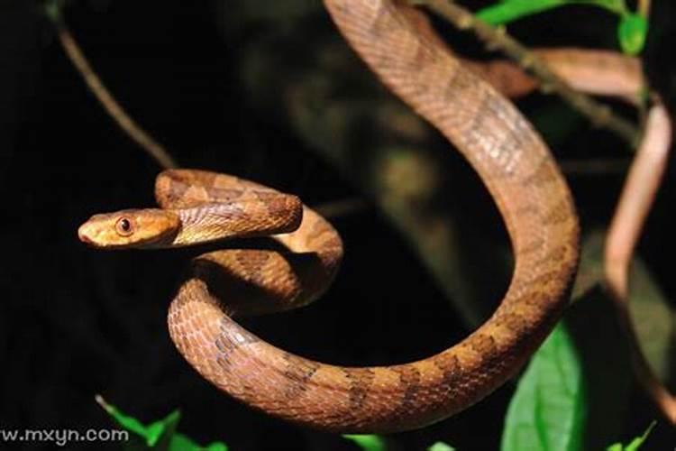 姑娘梦见蛇预示着什么？