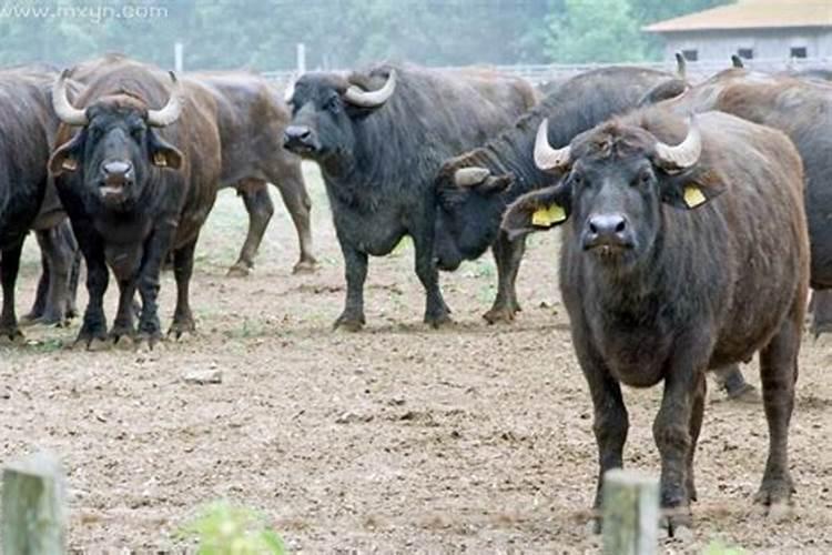 梦见很多牛是什么兆头？