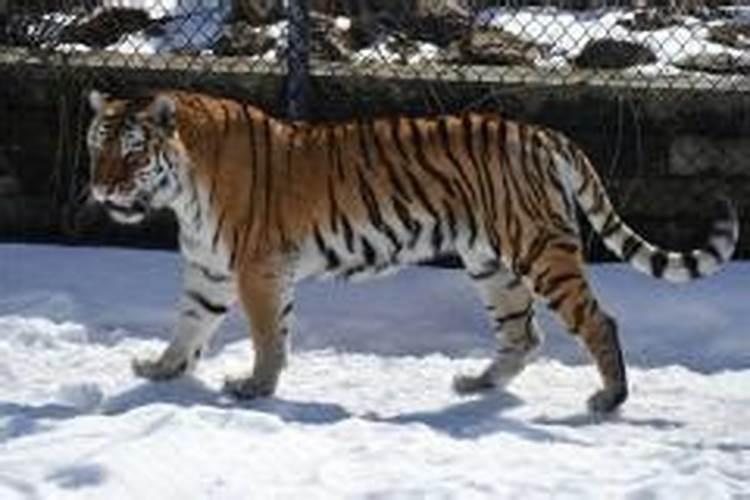 梦见老虎追赶自己跟着自己