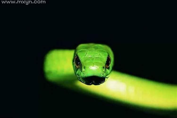 梦见蛇追我咬我是什么预兆？