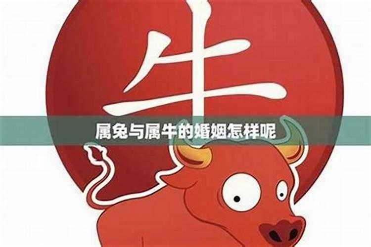 牛和兔八字不合