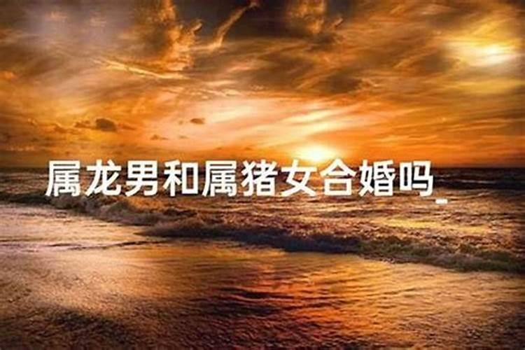 属龙和属猪合婚吗？