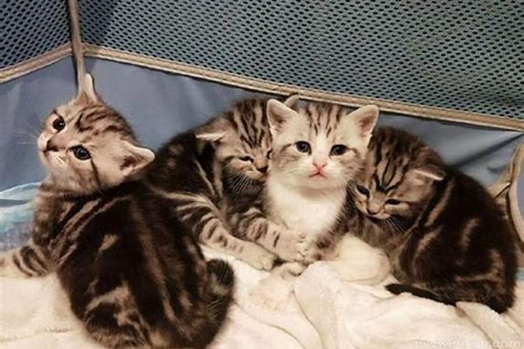 梦见大猫生了一窝小猫是什么意思？