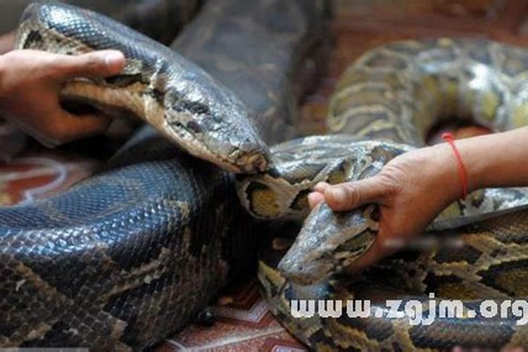 梦见会吃人的大蟒蛇