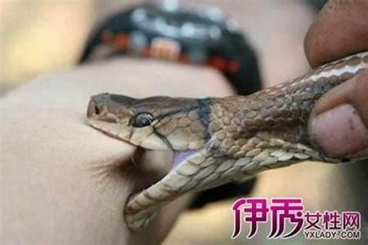 做梦被毒蛇咬了意味着什么意思？