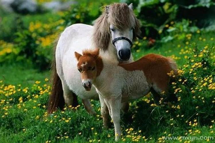 怀孕了梦见马是什么意思？