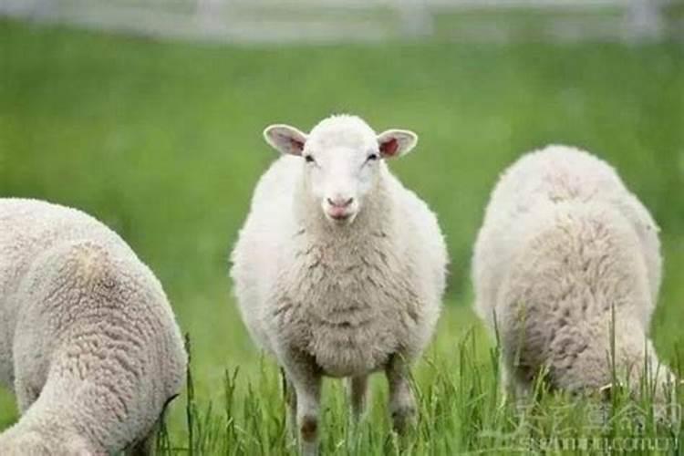 正月初五的羊命运如何？