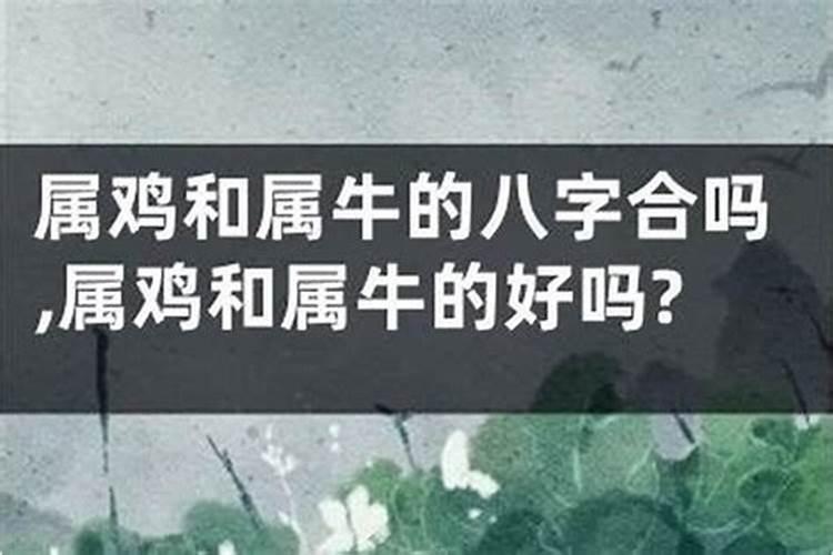属鸡和属牛的八字合吗？